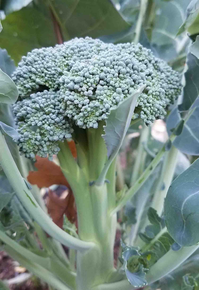 Heirloom Di Ciccio broccoli, Jeanette Alosi