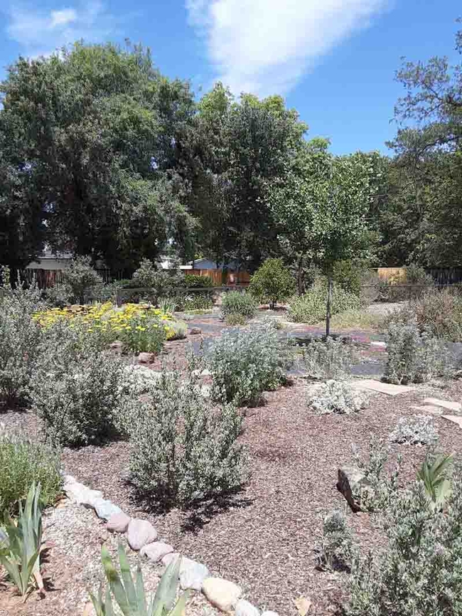 Replace thirsty lawns with drought resistant plants, Laura Lukes