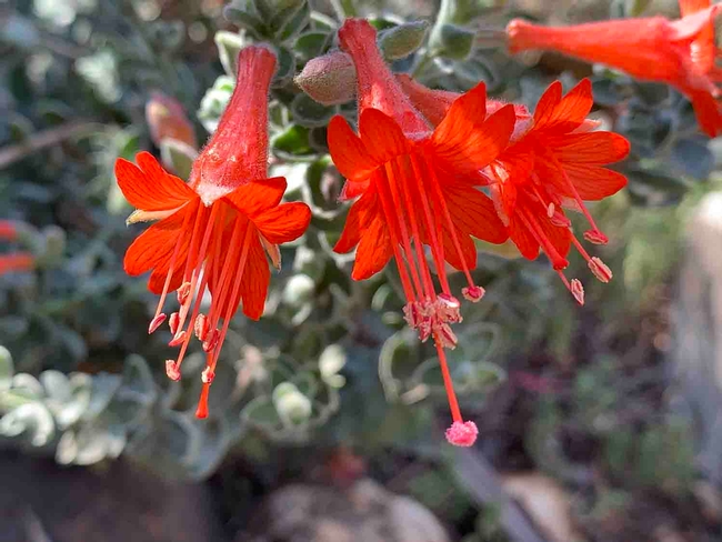California fuchsia flowers, Laura Kling