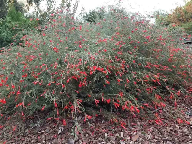 California fuchsia large shrub, Jeanette Alosi