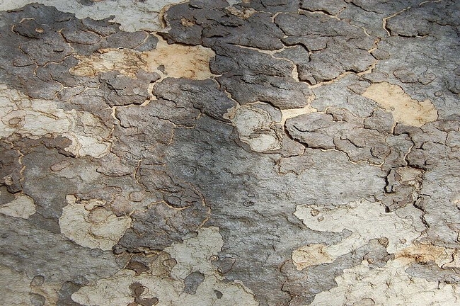 Western Sycamore bark, Eugene Zelenko, California Native Plant Society