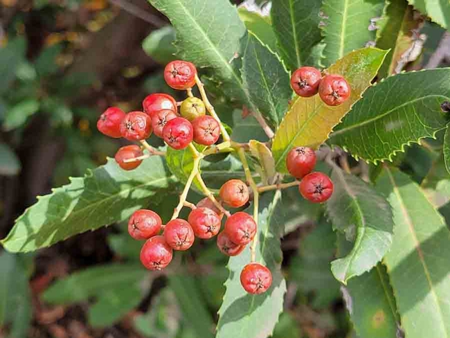 Toyon berries, Jeanette Alosi