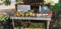 An example of a neighborhood food exchange table, Butte County Local Food Network for The Real Dirt Blog Blog