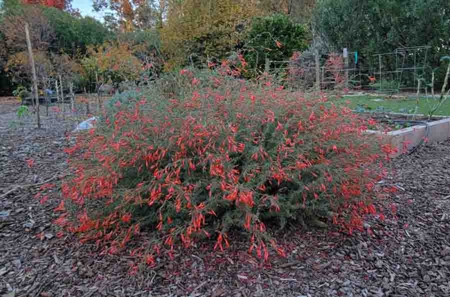 California fuchsia shrub, Jeanette Alosi