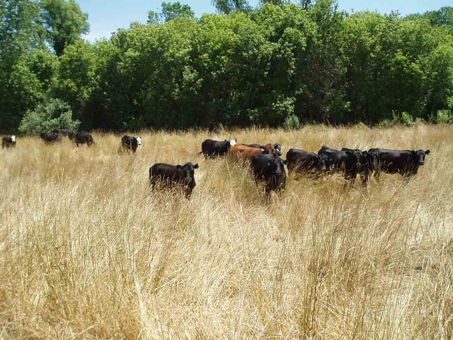 Cattle grazing on Native Grassland near the Sacramento River National Wildlife Refuge, The Nature Conservancy