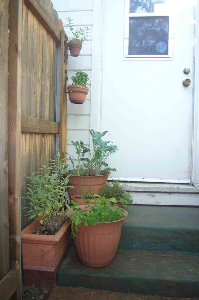 Herbs in container garden outside kitchen door. J. Lawrence