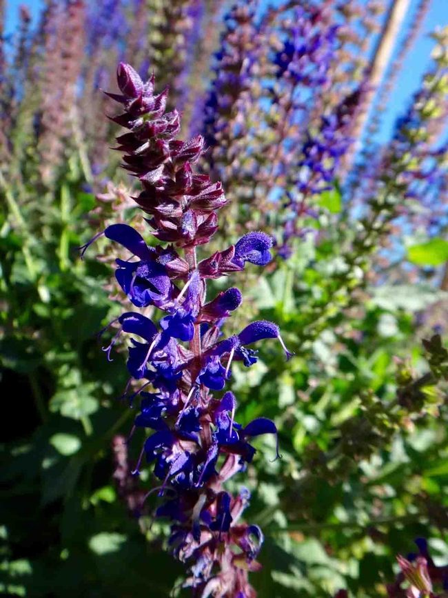 Salvias like this May Night Sage can be propagated from stem cuttings. Brent McGhie