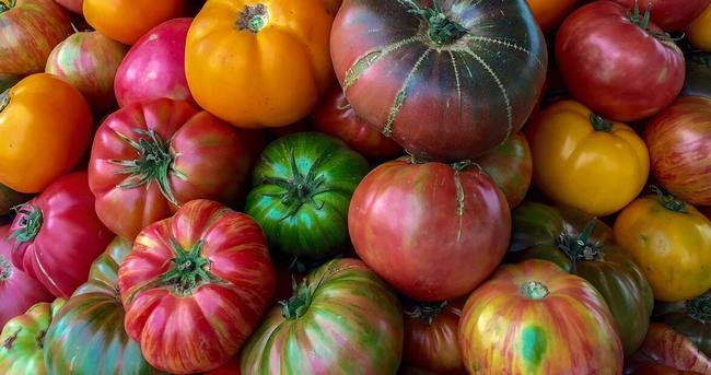 Heirloom tomatoes. Kim Schwind