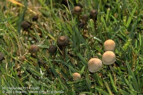 Decaying and healthy mushrooms of the common lawn fungus, Panaeolus foenisecii. Jack Kelly Clark, UC IPM