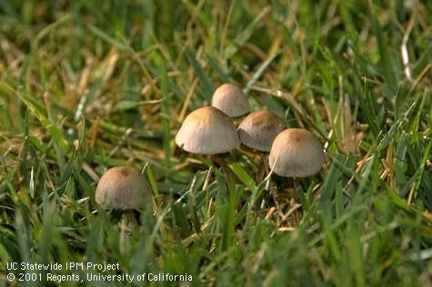 Mushrooms of the lawn fungus, Panaeolus foenisecii, haymaker's Panaeolus. Jack Kelly Clark, UC IMP