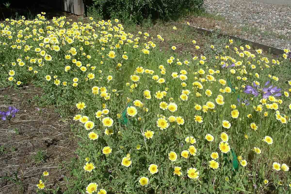 4 Tips for Growing a Beautiful Wildflower Garden - Sow Right Seeds