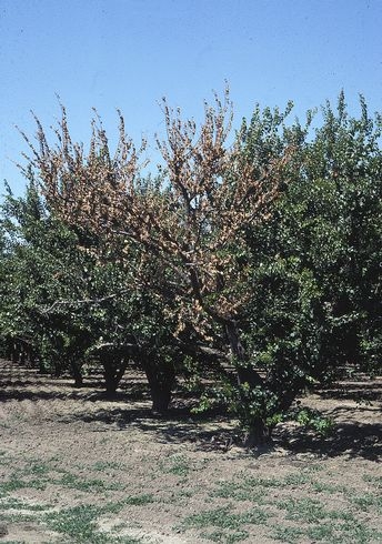 Apricot branches killed by Eutypa. William W. Coates. UC IPM