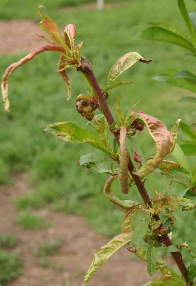 Leaf curl exposes branches to sunburn and disease. Jeanette Alosi