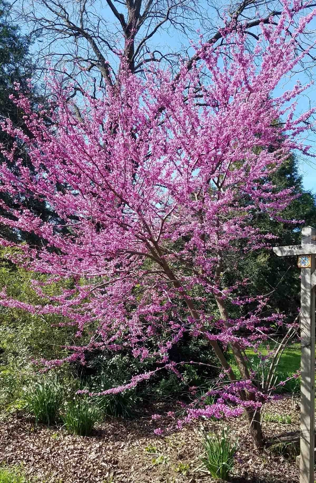 Native redbud is a good firewise choice and it attracts pollinators as well. Jeanette Alosi