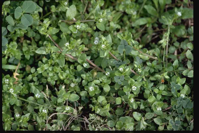 Chickweed often grows in heavily compacted soil. Jack Kelly Clark, UC IPM