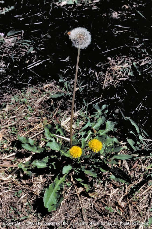 Dandelions may indicate low calcium in your soil. Jack Kelly Clark, UC IPM