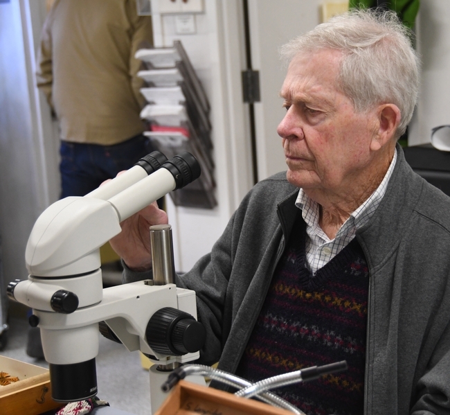 Jerry Powell identifying insects at the Bohart Museum of Entomology in February 2019. (Photo by Kathy Keatley Garvey)