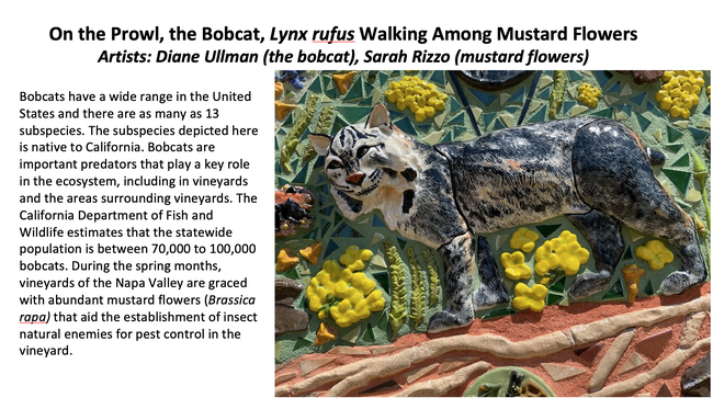 The PowerPoint includes this screen of a bobcat walking among mustard flowers. This is the work of Diane Ullman (the bobcat) and Davis community member Sarah Rizzo (flowers).