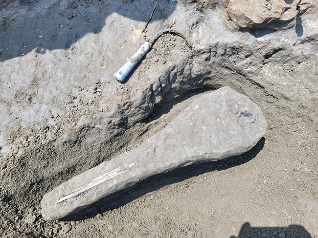 A close-up of the dolphin fossil,estimated to be 15 million years old. (Photo courtesy of Emily Bzdyk)