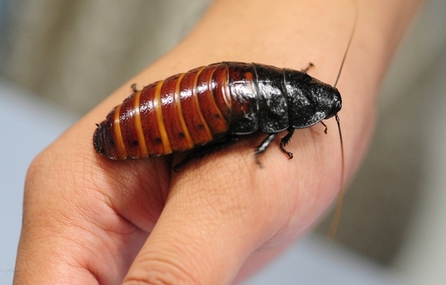 A Madagascar hissing cockroach from the Bohart Museum of Entomology. (Photo by Kathy Keatley Garvey)