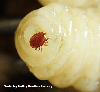 A varroa mite on a drone pupa. (Photo by Kathy Keatley Garvey)