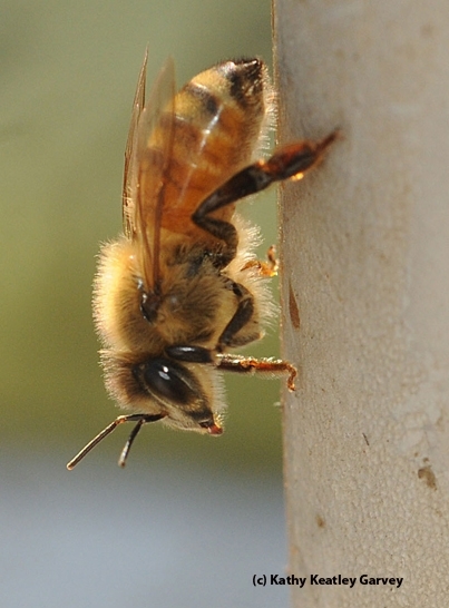 A worker honey bee. (Photo by Kathy Keatley Garvey)