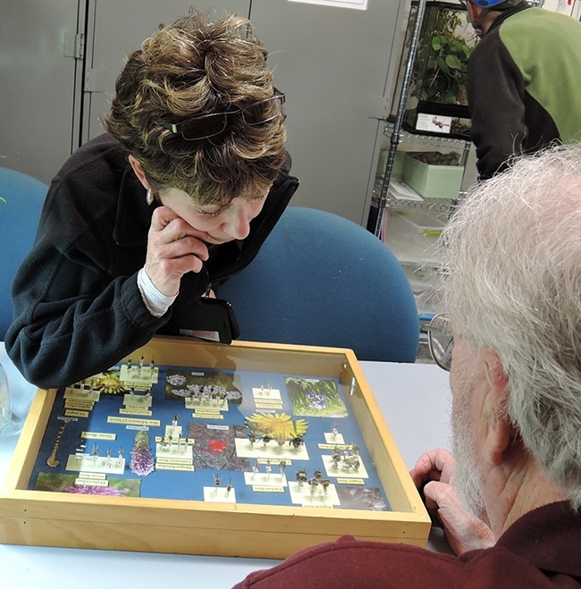 Ria de Grassi, shown here at the Bohart Museum looking at bees with the late Robbin Thorp, won the 2023 First Bumble Bee Contest of the Year. (Photo by Kathy Keatley Garvey)
