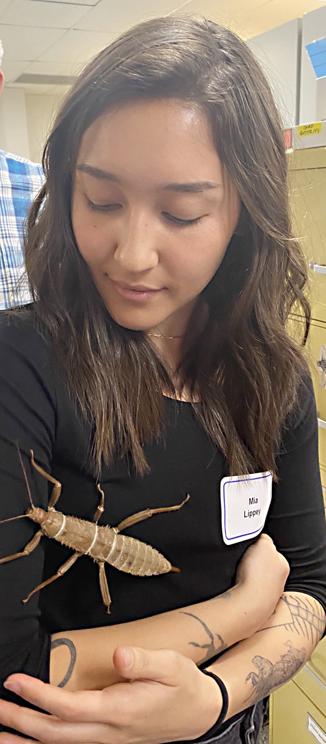 Mia Lippey enjoys visits to the Bohart Museum of Entomology.