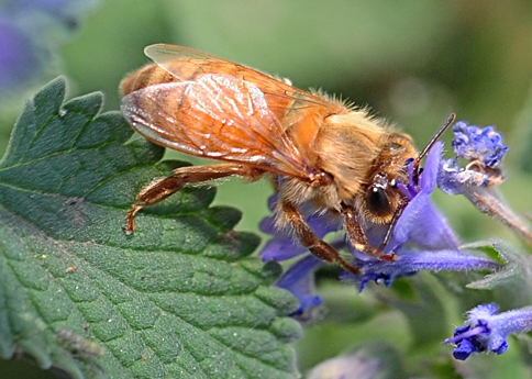 Italian honey bee nectaring catmint. (Photo by Kathy Keatley Garvey)
