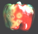 Tospovirus symptoms in  bell pepper (Photo by John Sherwood)