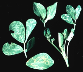 Tospovirus symptoms in peanut plant (Photo by John Sherwood)