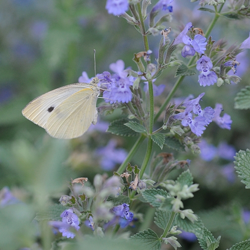 Cabbage white butterfly nectaring catmint. (Photo by Kathy Keatley Garvey)