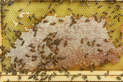 Frame from the bee observation hive