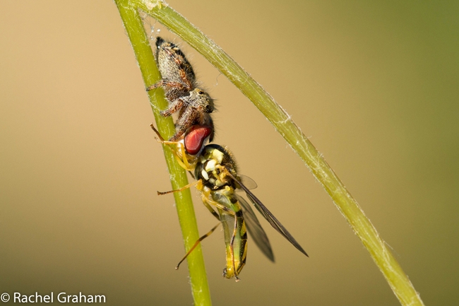 Rachel Graham's photo of a jumping spider eating a hover fly won the top award.