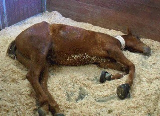 Horse lying down in pain