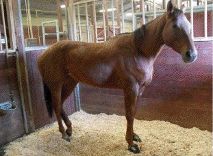 Horse standing up, feeling better