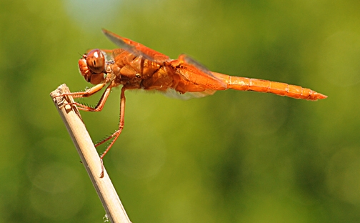 Red flame skimmer, Libellula saturata. (Photo by Kathy Keatley Garvey)