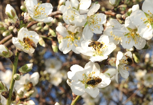 Honey bees pollinating almonds. (Photo by Kathy Keatley Garvey)