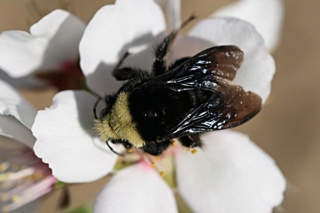 Yellow-faced bumble bee, Bombus vosnesenskii. (Photo by Alexandra-Maria Klein)