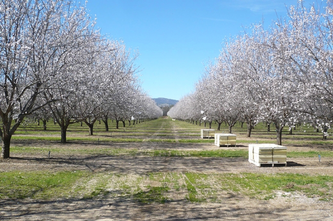 Almond orchard in Capay Valley, Yolo County. (Photo by Claire Brittain)