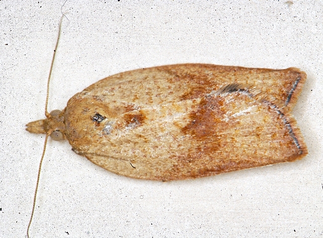 Female light brown apple moth. (Perennial Horticulture, Department of Primary Industries, Victoria, Australia.)