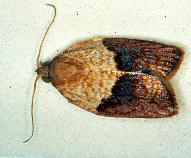 Male light brown apple moth. (Perennial Horticulture, Department of Primary Industries, Victoria, Australia.)