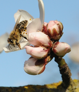 Honey bee on almond blossom. (Photo by Kathy Keatley Garvey)
