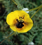 franklinbumblebeeheader