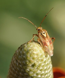 lygusbug