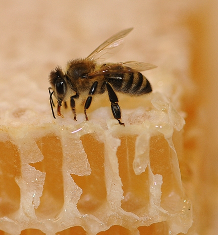 honeybeeoncomb