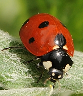 ladybug2011picnidday
