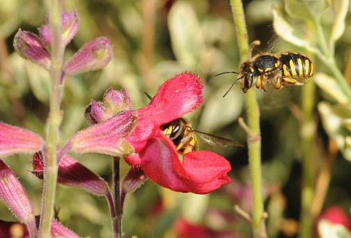 European Wool Carder Bee - the new kid on the block – Colony