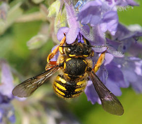 European Wool Carder Bee (NPS National Capital Region Bees and Wasps) ·  iNaturalist