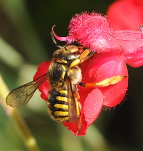 Male Wool Carder Bees: In-Your-Face Behavior - Bug Squad - ANR Blogs